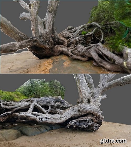 Pohutukawa tree at Red Beach 3D Model
