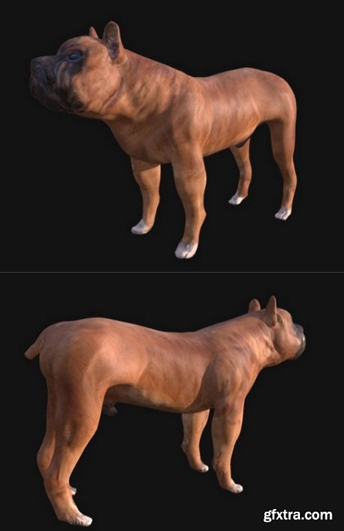 Boxer Dog 3D Model