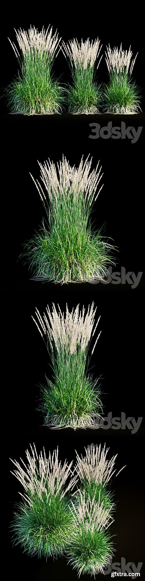 Feather reed grass