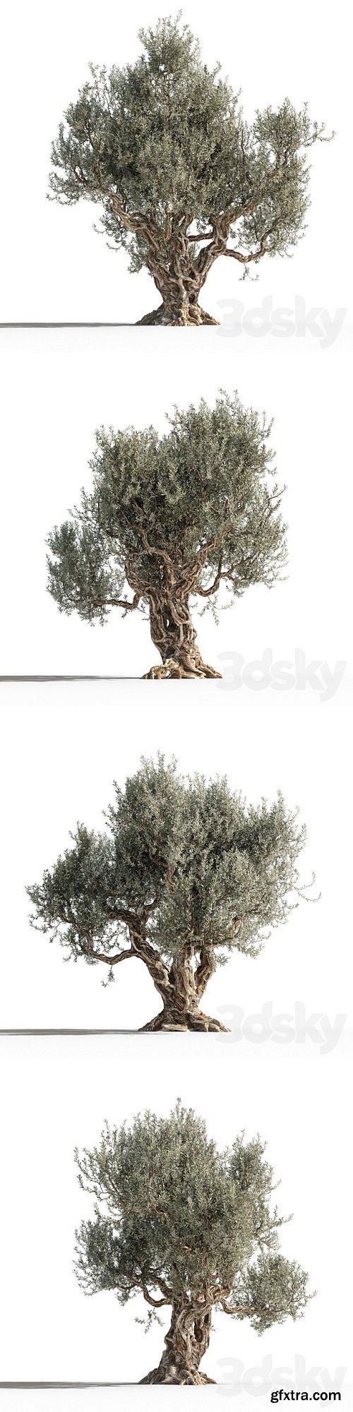 Olive tree 1