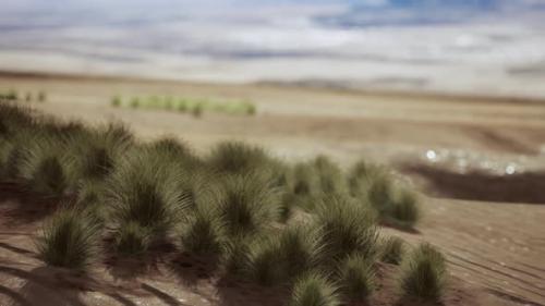 Videohive - Flat Desert with Bush and Grass - 40516541 - 40516541