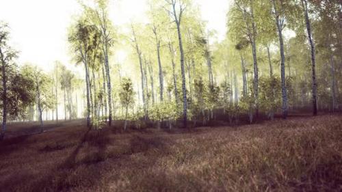 Videohive - Panorama of Birch Forest with Sunlight - 40516608 - 40516608