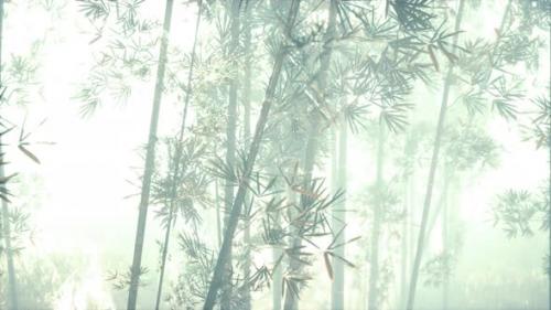 Videohive - Bamboo Green Forest in Morning Fog - 40516626 - 40516626