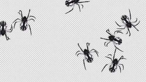 Videohive - Swarm of Spiders - White Black Zebra - Random Crawling - Transparent Loop - 40520128 - 40520128