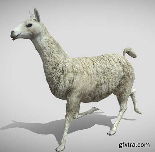 Medhue Llama