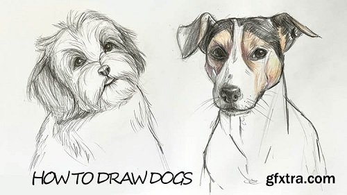 The Ultimate guide to drawing Dogs