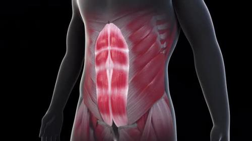 Videohive - Abdominal Muscles Motion Loop - 40332041 - 40332041