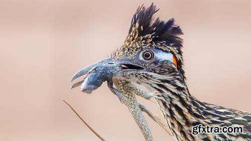 CreativeLive - Beginner\'s Guide to Bird Photography