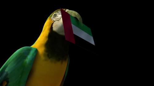 Videohive - Parrot Carry UAE Flag - 40685789 - 40685789