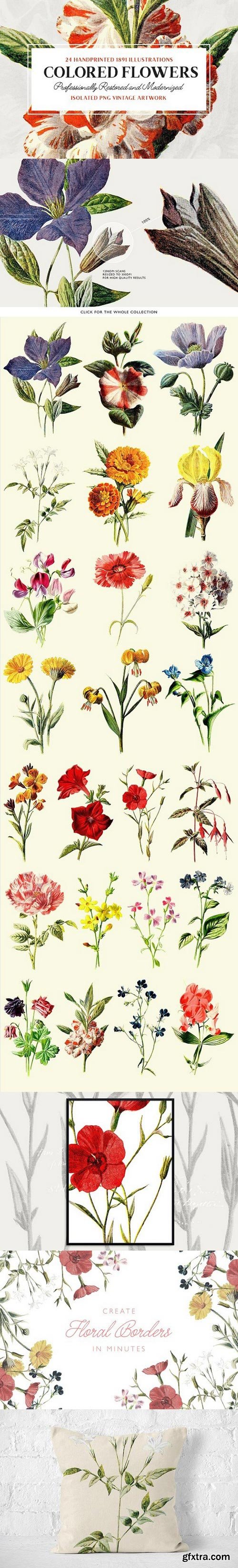 24 Colored Flower Illustrations