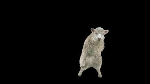 Videohive - 69 Sheep Dancing HD - 40951357 - 40951357