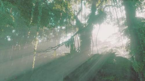 Videohive - Lush Rain Forest with Morning Fog - 40316597 - 40316597