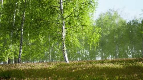 Videohive - Spring in the Birch Grove Forest - 41125506 - 41125506