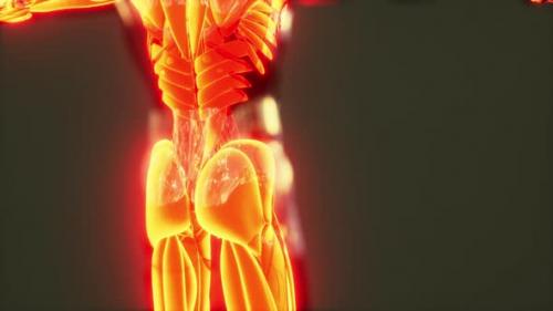 Videohive - Human Muscular System Anatomical Infographic - 40949599 - 40949599