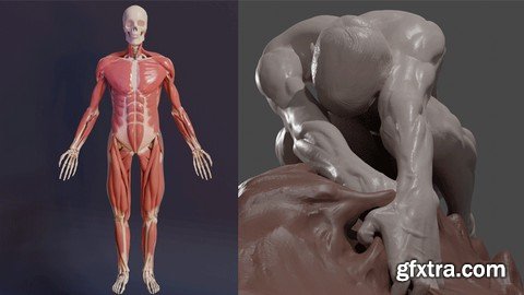 3D Anatomy: Sculpting In Blender: Master The Human Figure