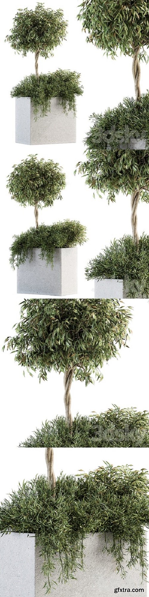 Outdoor Plant Set 172 – Plant Box tree