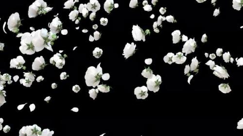 Videohive - White Rose Explosion 4K - 41671889 - 41671889