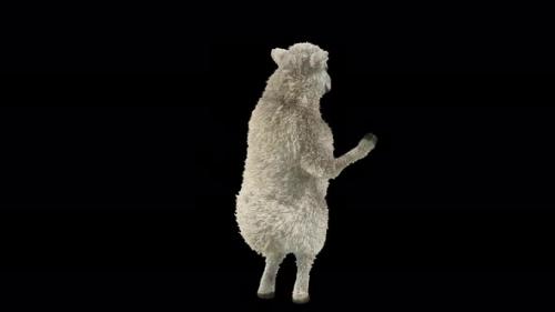 Videohive - 71 Sheep Dancing 4K - 41672955 - 41672955