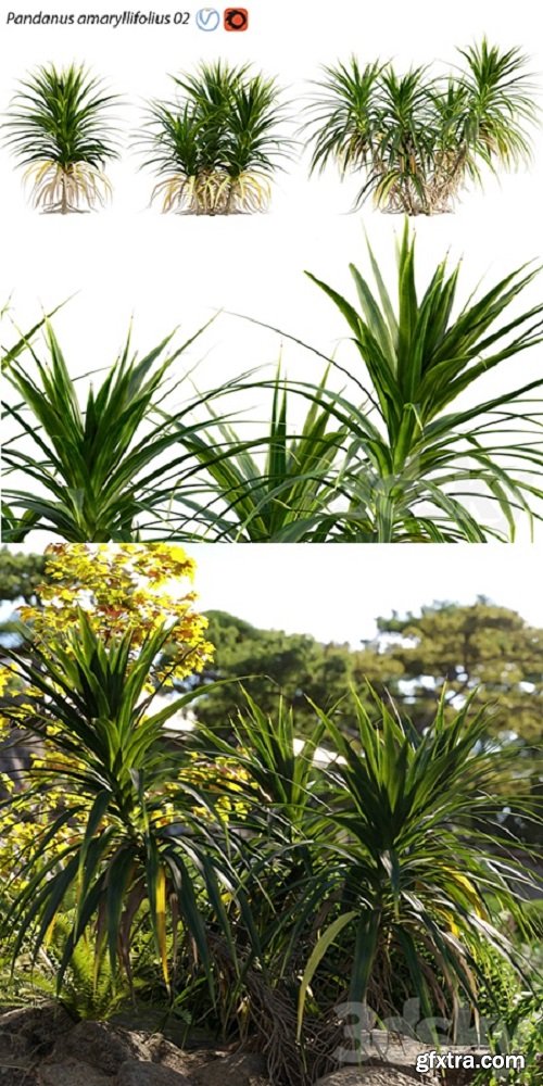 Pandanus amaryllifolius | Pandan leaves | Edible pandan 02