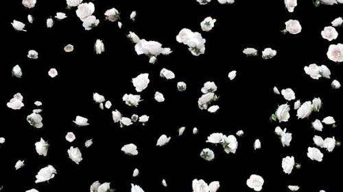 Videohive - White Rose Falling Full HD - 41685250 - 41685250