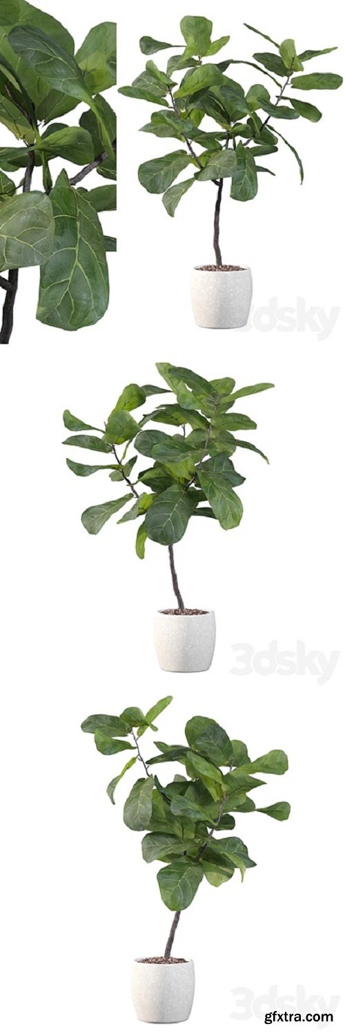 Plants collection 101 – ficus lyrata