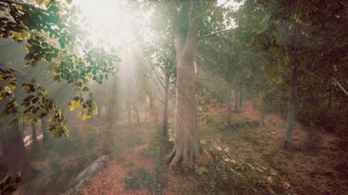 Videohive - Mystical Wood in the Foggy Morning - 41965131 - 41965131