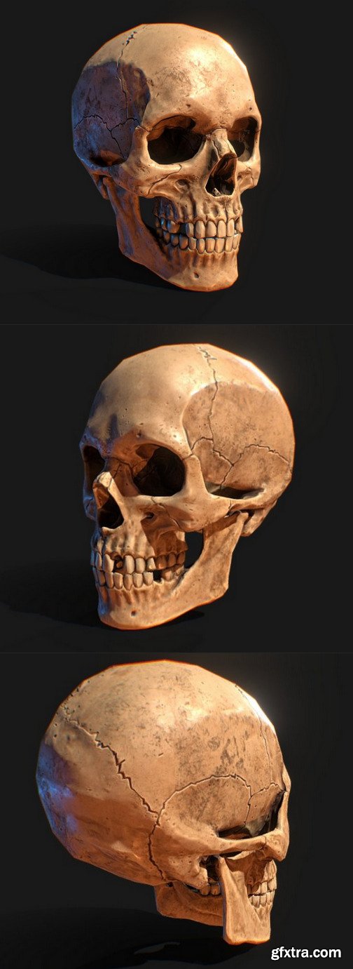 Human Skull 3D Model