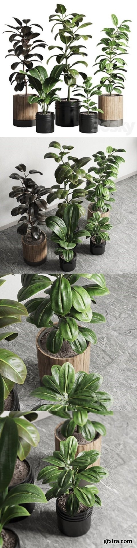 Ficus – Ficus rubbery plant 165_dirty wooden and plastic pots