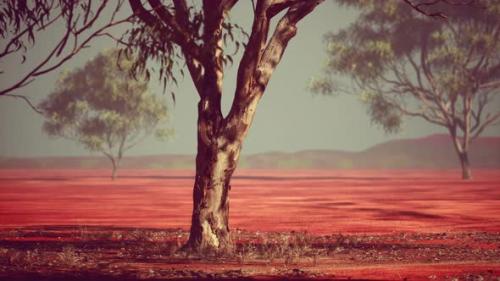 Videohive - Acacia Triis in African Landscape - 42257781 - 42257781