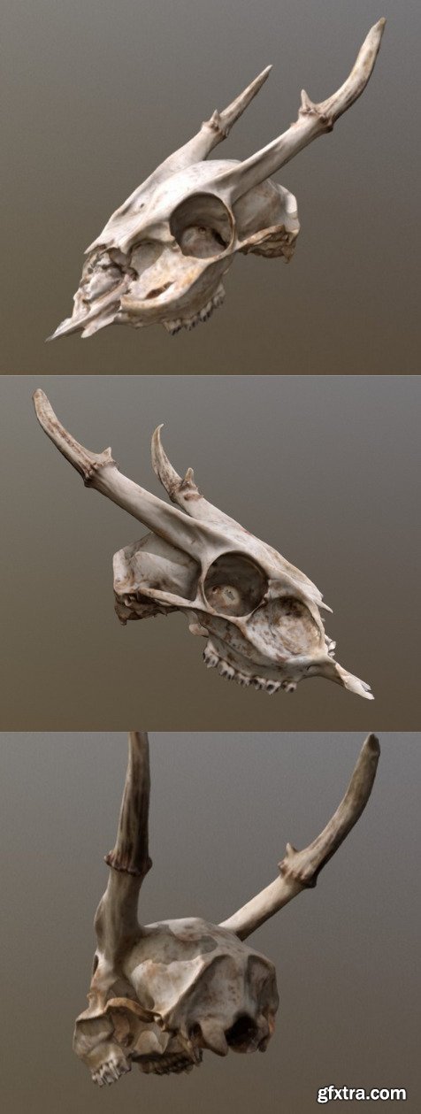 Muntjac Deer Skull 3D Model » GFxtra