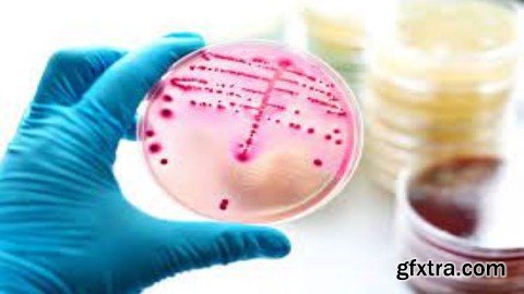 Identification Of Gram Positive Bacterial