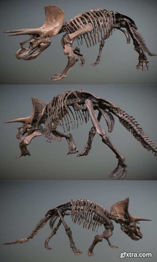 Triceratops Scan 3D Model