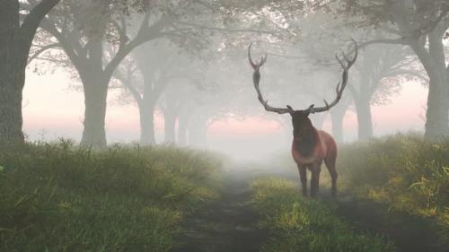 Videohive - Deer On A Road - 42343803 - 42343803