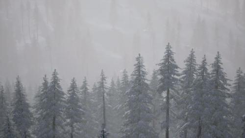 Videohive - Misty Fog in Pine Forest on Mountain Slopes - 42349533 - 42349533