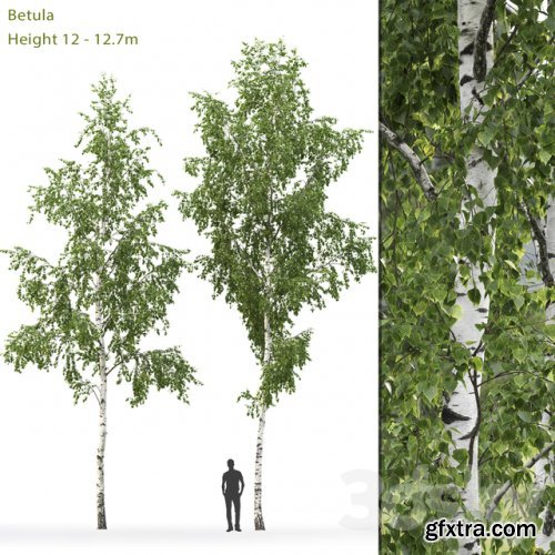 Birch Betula