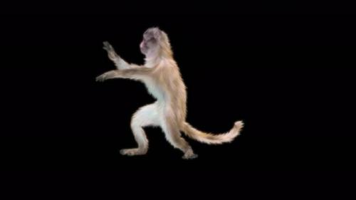 Videohive - 36 Monkey Dance 4K - 42414223 - 42414223