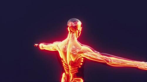 Videohive - Digital Scan of Human Muscular System - 42557756 - 42557756