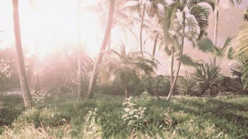 Videohive - Morning Light in Beautiful Jungle Garden - 42558157 - 42558157