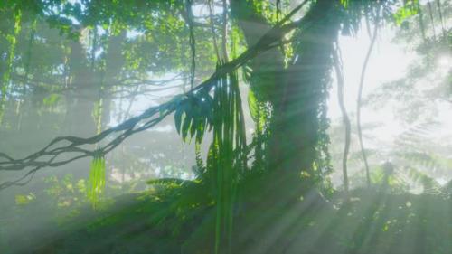 Videohive - Photo Inside a Rainforest Covered in Bright Green Moss - 42558467 - 42558467