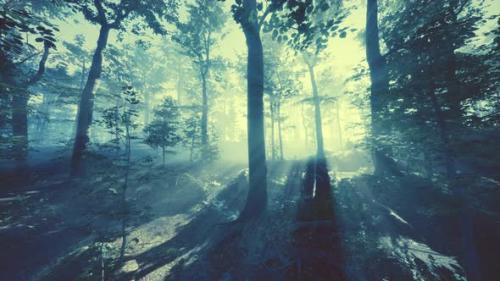 Videohive - Glowing Fog in the Forest in the Evening - 42558515 - 42558515