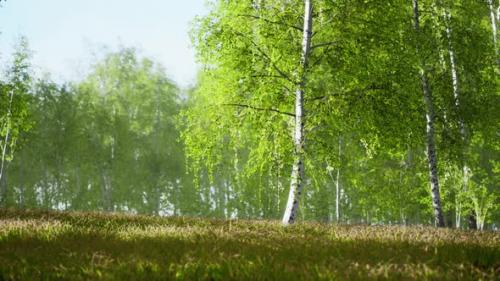 Videohive - Birch Trees on the Green Grass - 42558702 - 42558702