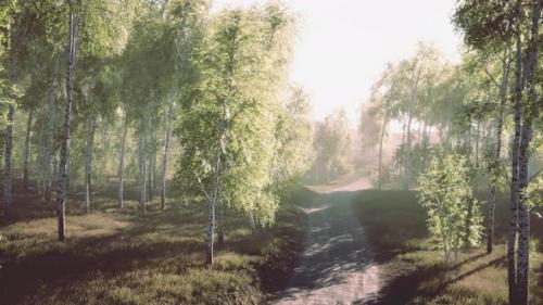 Videohive - Dirty Road Through Summer Forest - 42569602 - 42569602