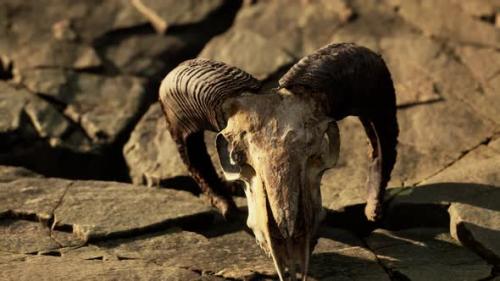 Videohive - Dry Goat Skull Bone on Stones Under Sun - 42569616 - 42569616