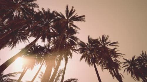 Videohive - Underside of the Coconuts Tree with Clear Sky and Shiny Sun - 42569680 - 42569680