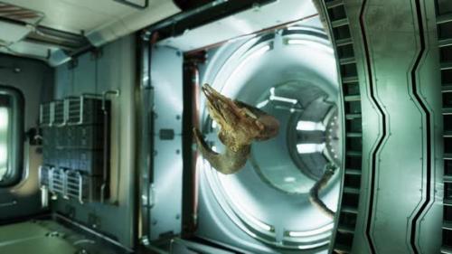 Videohive - Skull of Dead Ram in International Space Station - 42569749 - 42569749