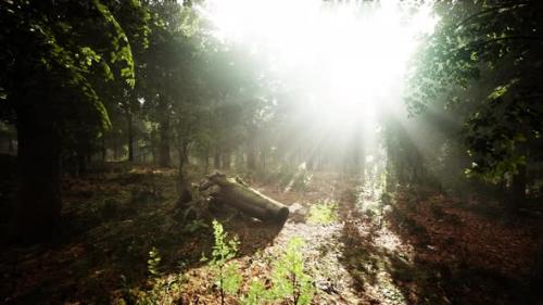 Videohive - Forest Trees Nature Green Wood Sunlight View - 42569981 - 42569981