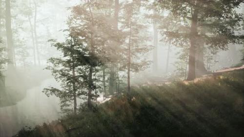 Videohive - Beautiful Morning in the Forest - 42569998 - 42569998