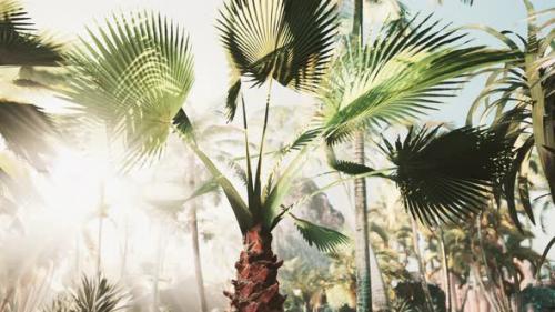 Videohive - Background of Natural Palm Leaves Tree Branch - 42558106 - 42558106