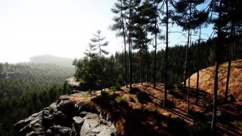 Videohive - Beautiful Remote Evergreen Forest in Mountain - 42567264 - 42567264