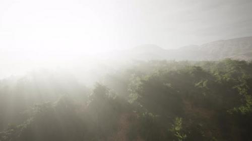 Videohive - Fog in a Forest at Aerial View - 42570196 - 42570196